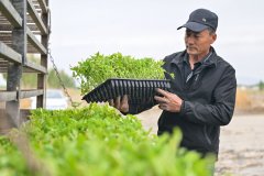 从人工移栽番茄苗到机械